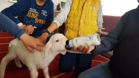 MUSTAFA ÇİMEN - Kuzuyla Alışverişe Gidiyor, Çocuk Bezi Bağlıyor
