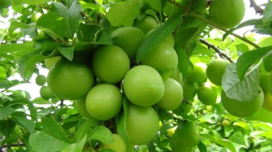 Silifke'de Erik İhracatı Üreticinin Yüzünü Güldürüyor