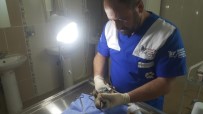 FATİH ÇİFTÇİ - Yaralı Halde Buluna Keklik Tedavi Altına Alındı