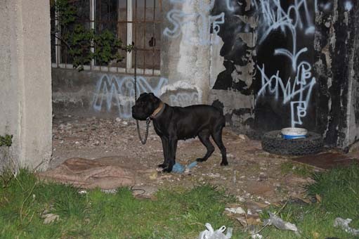 Köpeği ormanlık alana getirdiler! İğrenç olay...