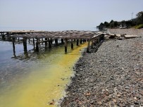 SAHİL YOLU - Ayvacık Sahillerinde Şaşırtan Görüntü