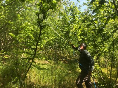 Fındıkta Külleme İle Mücadele Başlıyor