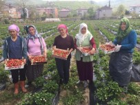 KAYABAŞı - Ordu'da Çilek Hasadı Başladı