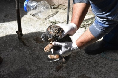 Su Borusuna Düşen Yavru Köpeği Belediye Ekipleri Kurtardı