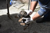 YAVRU KÖPEK - Su Borusuna Düşen Yavru Köpeği Belediye Ekipleri Kurtardı