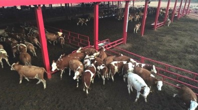 İneklerin Dronla İmtihanı, Drondan Korkan İnekler Böyle Kaçıştı