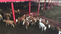 ÇEKIM - İneklerin Dronla İmtihanı, Drondan Korkan İnekler Böyle Kaçıştı