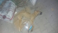 HÜSEYIN ÖZER - Köpeği Yaralayıp Çöpe Attı, 'Tavuklarıma Saldırdı' Dedi