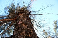 ÇAM AĞACI - Marçal Dağlarında Çam Ağaçları Kuruyor