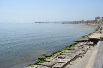 DENIZANASı - Marmara Denizindeki Turunculuk Büyük Oranda Normale Döndü