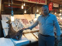 KÖPEK BALIĞI - Mersinli Balıkçıların Ağına Köpek Balığı Takıldı