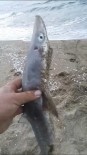 YAVRU KÖPEK - Sakarya'da Oltaya Köpek Balığı Yavrusu Takıldı