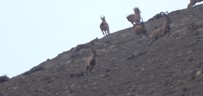 Vaşak'ın Dağ Keçisi Sürüsüne Saldırı Anı Kameraya Yansıdı Haberi