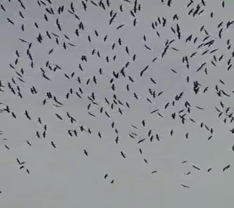 Adana Semalarında Leyleklerden Görsel Şölen