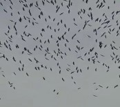 İLKBAHAR - Adana Semalarında Leyleklerden Görsel Şölen