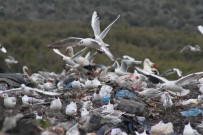 KAR SÜRPRİZİ - Kuş Sürücüleri Ve Sokak Hayvanlarının Çöplüğü Mesken Tuttu