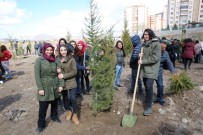 KıRANARDı - Melikgazi Belediyesinde İlk Etapta 10.000 Çam Fidanı Toprakla Buluşacak
