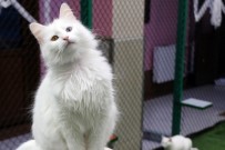 VAN KEDİSİ - (Özel) Van Kedilerinin Kalitesi Her Yıl Artıyor