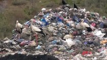 ÇEKIM - Soğuk Hava Leylek Sürülerini Çöplüğe Yöneltti