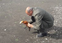 FıRAT ÜNIVERSITESI - Tedavisi Yapılan 'Angıt' Kuşu Doğaya Bırakıldı