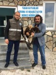 VAN YÜZÜNCÜ YıL ÜNIVERSITESI - Yaralı Kaya Kartalı İle Ebabil Kuşu Tedavi Altına Alındı