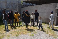 ORTA AFRİKA CUMHURİYETİ - Ayvalık'ta 60 Göçmen Yakalandı