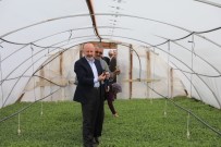 KARAHıDıR - Başkan Çolakbayrakdar'dan Organik Domates Fidesi Dağıtım Etkinliğine Davet