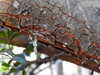 ALAÇATı - Çeşme'deki Toplantıdan Sakız Ağaçlarının Artırılması Kararı Çıktı