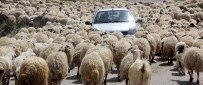 Koyun Sürüsü Karayoluna Çıktı, Sürücüler Şaştı Haberi