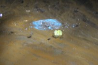 ÇEVRE KIRLILIĞI - (Özel) Alg Patlaması Denizin Rengini Değiştirdi