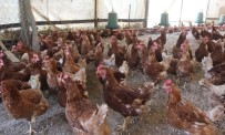 AĞAÇLı - (Özel) Tavuklar Müslüm Babayla Kavgayı Bıraktı, Yumurtlamaya Başladı