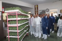 KıZıLCA - Tatvan Heyetinden Kardeş İlçe Kumluca'ya Ziyaret