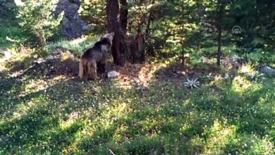 Bolu'da Yaban Hayatı Fotokapana Yansıdı