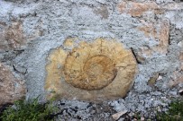 SALYANGOZ - Salyangoz Sanılan Fosilin 200 Milyon Yıllık Ammonit Olduğu Ortaya Çıktı