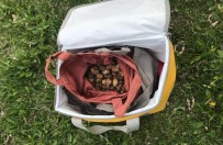 TRÜF MANTARI - Trüf Mantarını Yurt Dışına Kaçırmaya Çalışan Şahsa 60 Bin TL Ceza