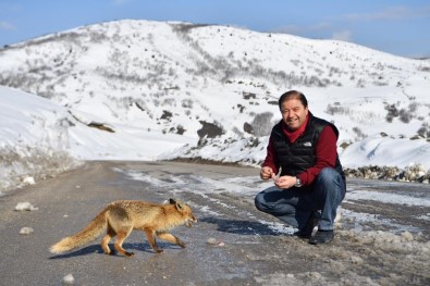 Başkan Kılıç, Tilkiyi Elleriyle Besledi