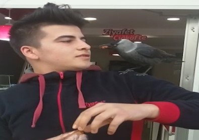 Bu Karga Öyle Bir Şey Yiyor Ki..