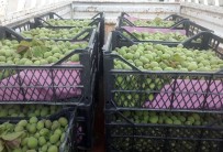 SEBZE HALİ - Kayısı Çağlasının Kilosu 10 Liradan Alıcı Buluyor