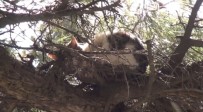MAHSUR KALDI - (ÖZEL) 3 Gün Boyunca Ağaçta Mahsur Kalan Kedi İtfaiye Ekiplerince Kurtarıldı