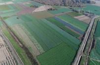 BARBUNYA - Türkiye'nin kırmızı pancar ihtiyacını Samsun karşılıyor