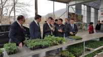 SERKAN KEÇELI - Vali Bektaş, Çaycuma'da Tarım Ve Hayvancılık Tesislerini İnceledi