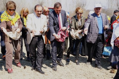 Kastamonu'da Bu Yıl 300 Dönüm Arazide Kendir Ekilecek