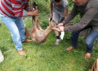 AVCILIK - Ordulu Avcılara 22 Bin 488 Lira Ceza