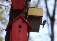 VAHŞİ YAŞAM - (Özel) Bu Parktaki Kuşların Yaşamları İnternet Üzerinden Gözlem Altında