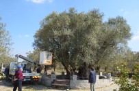 ZEYTİN AĞACI - (Özel) Kırkağaç'taki Bin 657 Yıllık Zeytin Ağacına Bakım