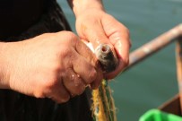 İNCİ KEFALİ - Van Gölü'nün Eşsiz Lezzeti İnci Kefali