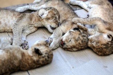 Ablukayı Kaldıramayan Gazze Hayvanat Bahçesi Boşaltıldı