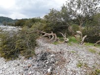 YERKESIK - Akbük Sahilinde Ağaç Katliamı