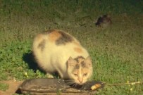 LAĞIM FARESİ - Bu Kez Pusuda Yatan Bir Fare