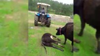 YASLıCA - (Özel) Ölen Yavrusunu Götüren Traktörün Peşinden Kilometrelerce Koştu